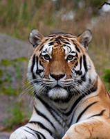 Carnivores
