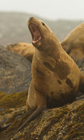 Pinnipeds